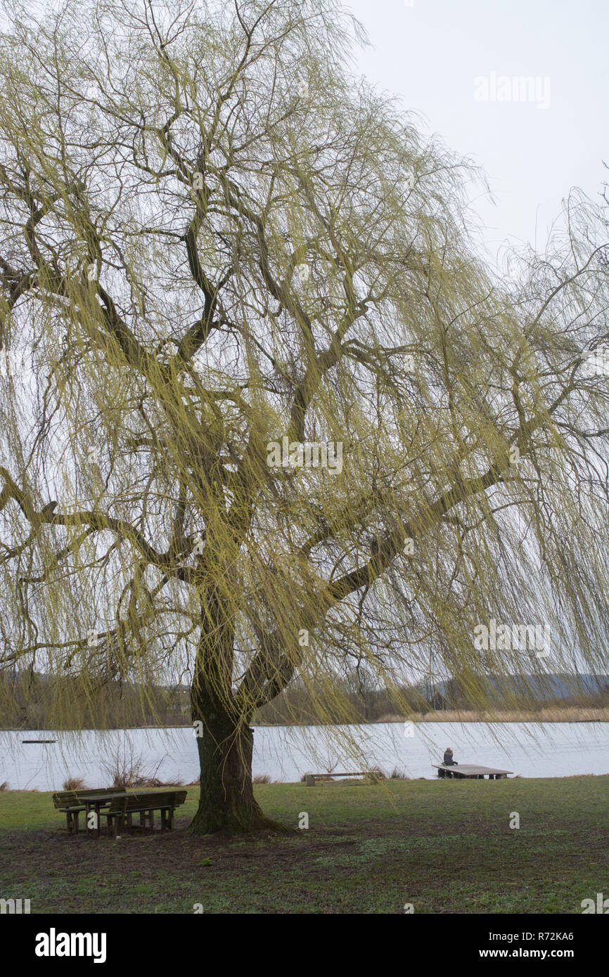 weeping willow, kocher valley, schwaebisch hall, hohenlohe region, Baden-Wuerttemberg, Heilbronn-Franconia, Germany, (Salix babylonica) Stock Photo