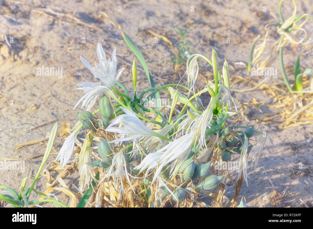 Pancratium maritimum or sea daffodil. Beautiful specie of bulbous plant with white leaves, native to the Mediterranean regions, that grows on beaches  Stock Photo