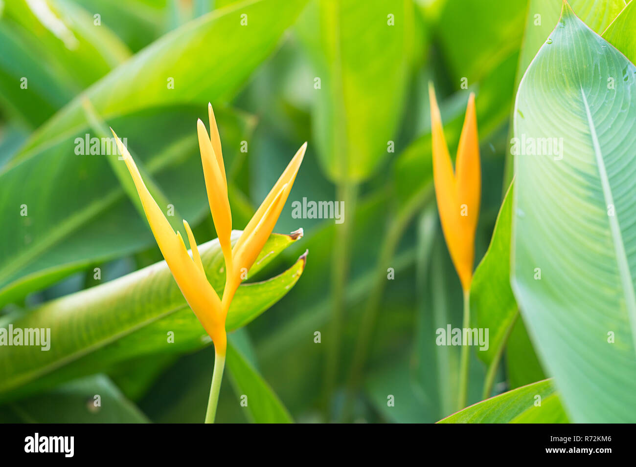 Bird of paradise flower Stock Photo Alamy