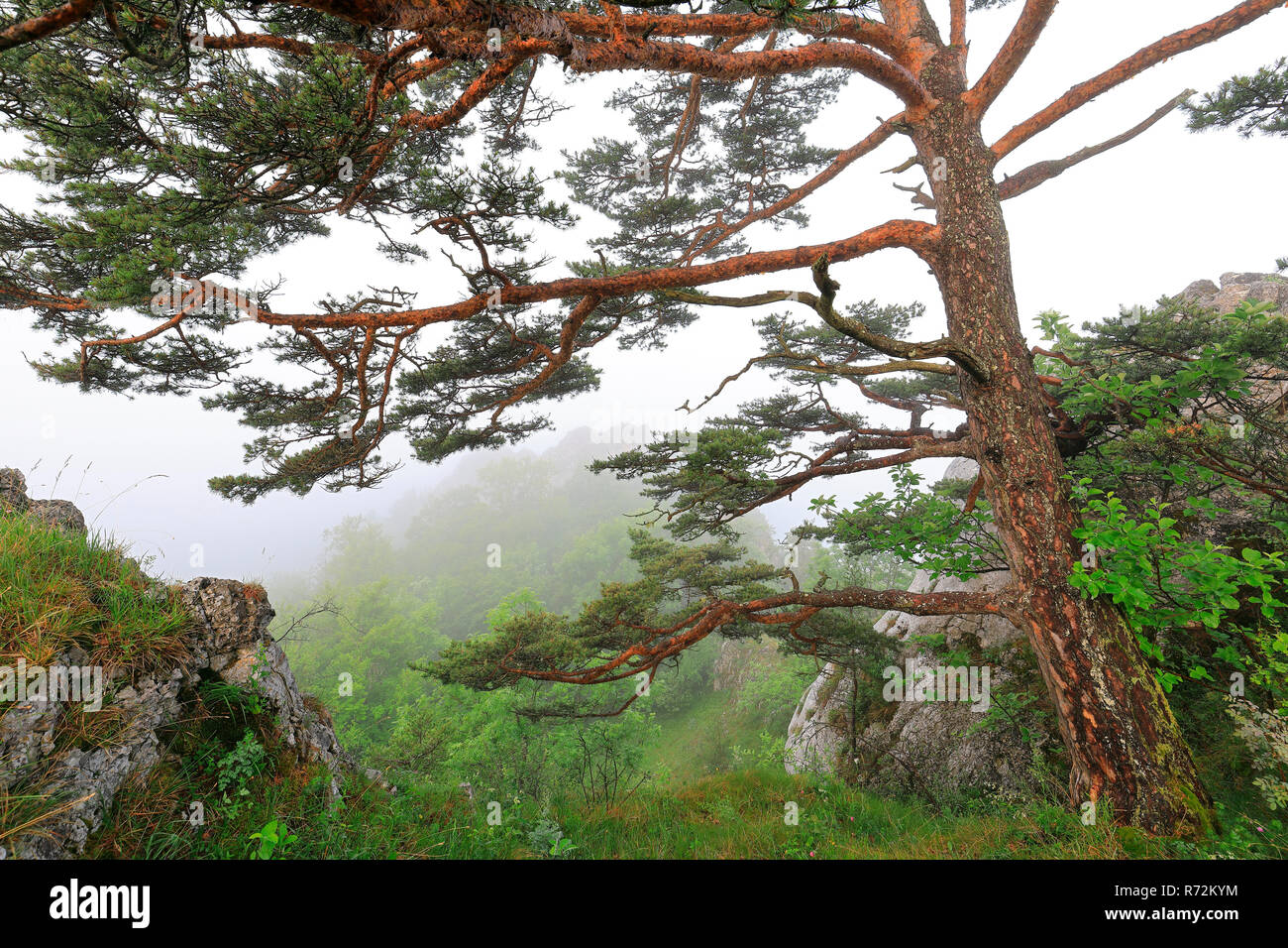 pine trees, Stiegelesfelsen, Germany (Pinaceae, Pinus) Stock Photo
