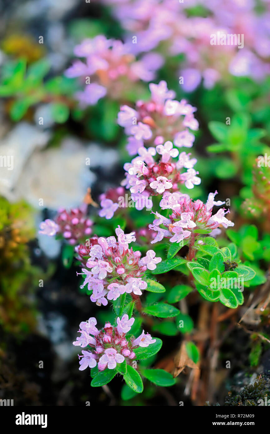 broadleaved thyme, Stiegelesfelsen, Germany (Thymus pulegioides Stock