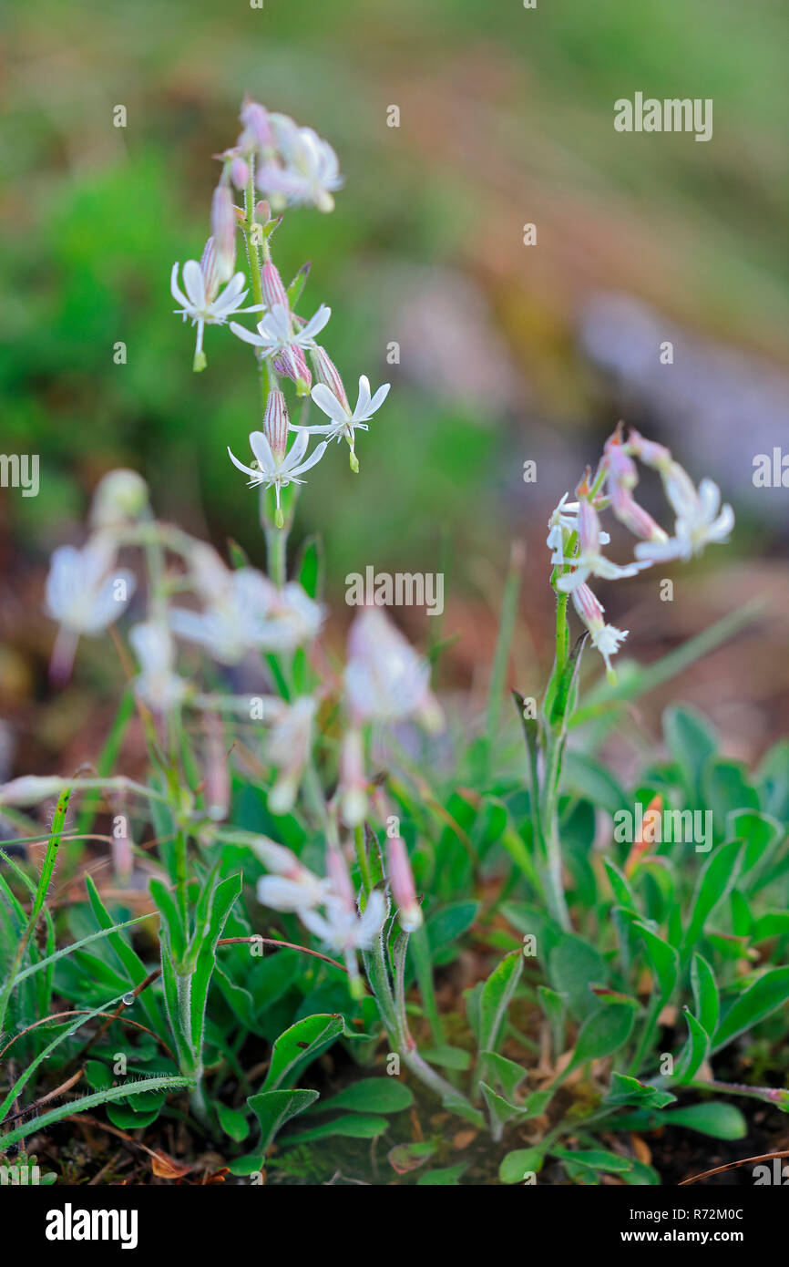 Nottingham catchfly, Stiegelesfelsen, Germany (Silene nutans) Stock Photo
