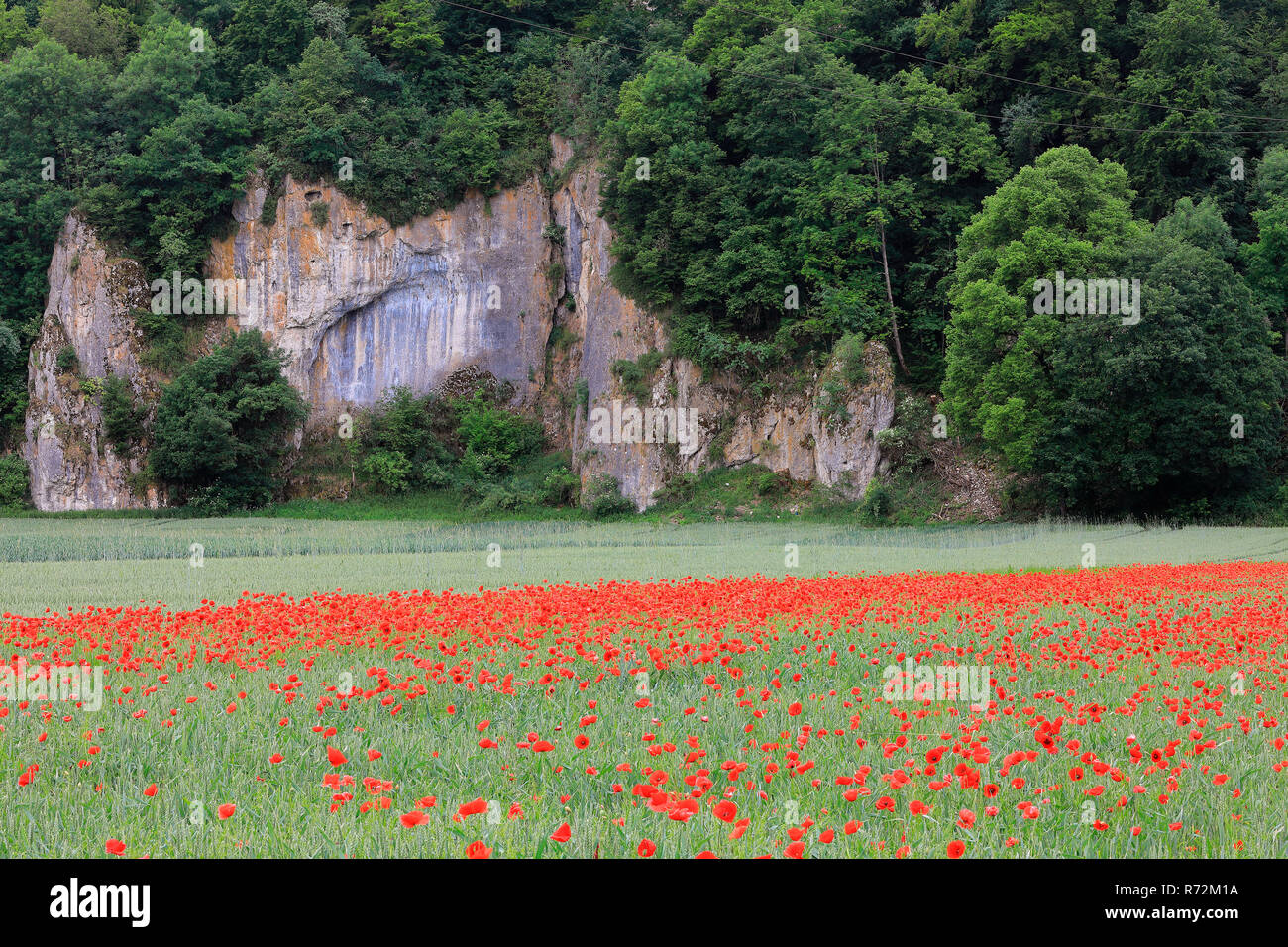 Common poppy, Lauchert Valley, Germany (Papaveraceae, Papaver rhoeas) Stock Photo