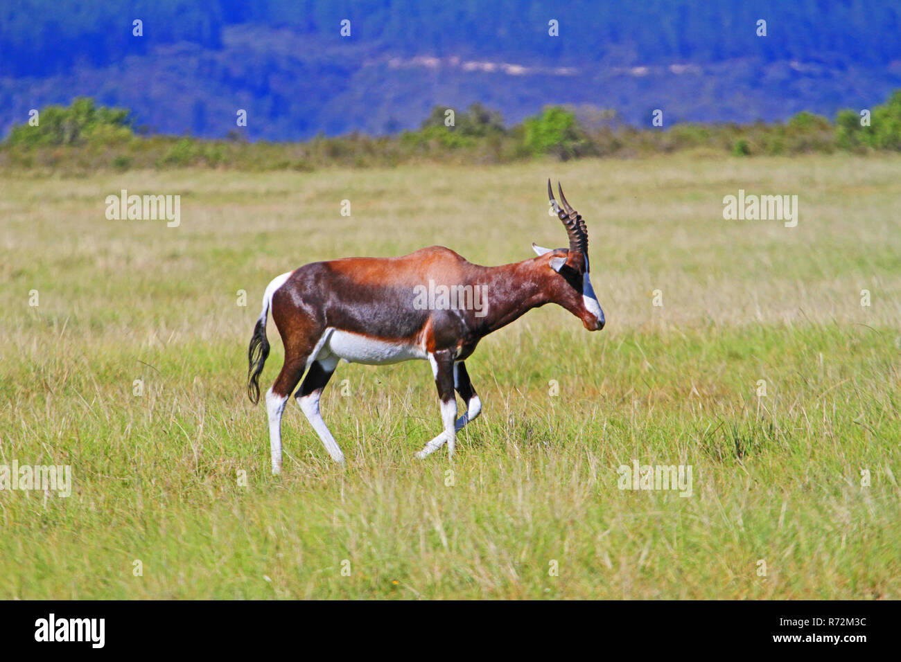 Bontebok are the colourful bok of South Africa Stock Photo - Alamy Bontebok are the colourful bok of South Africa Stock Photo - Alamy