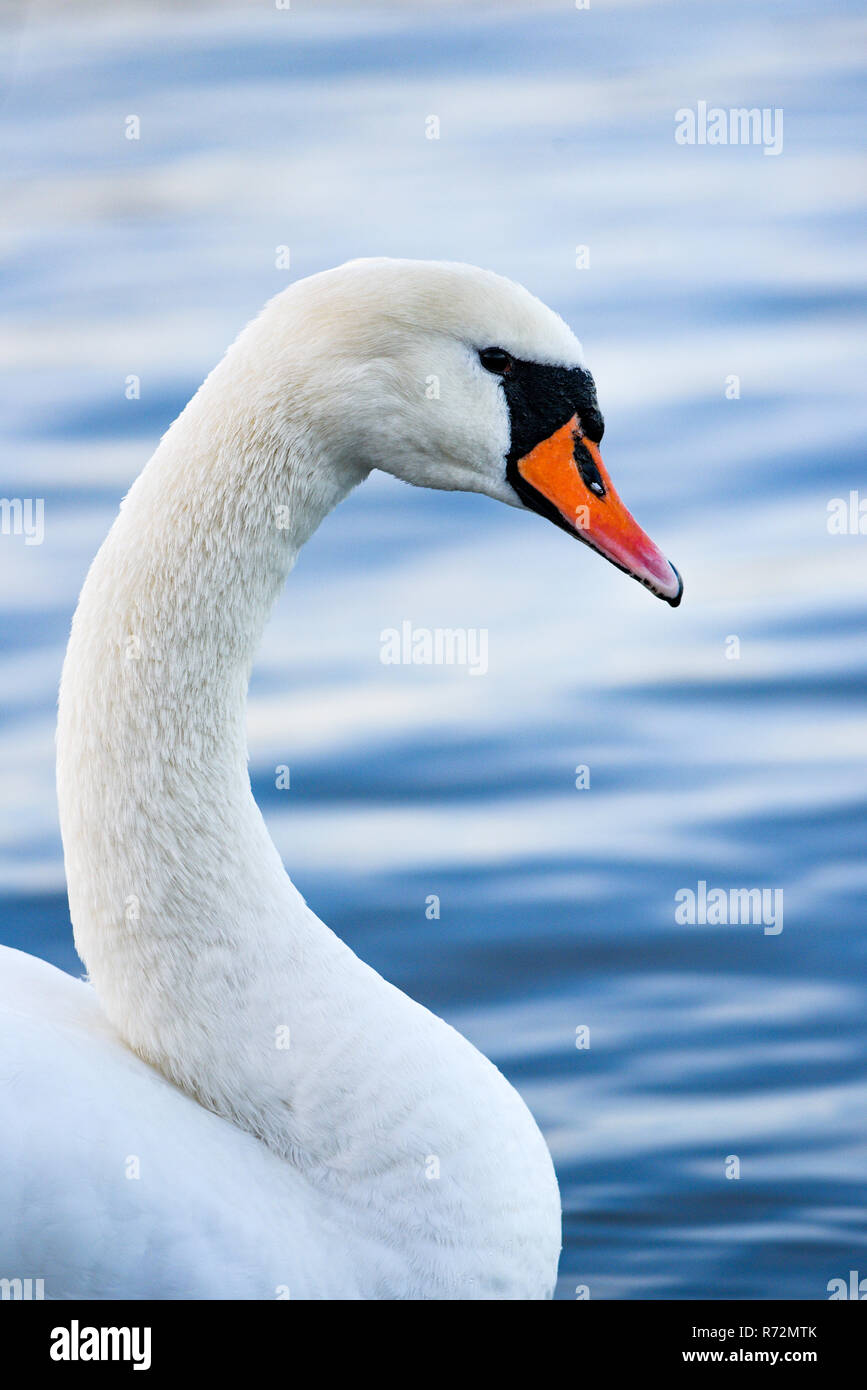 A swan floating on the lake. A portrait of a white swan. Stock Photo