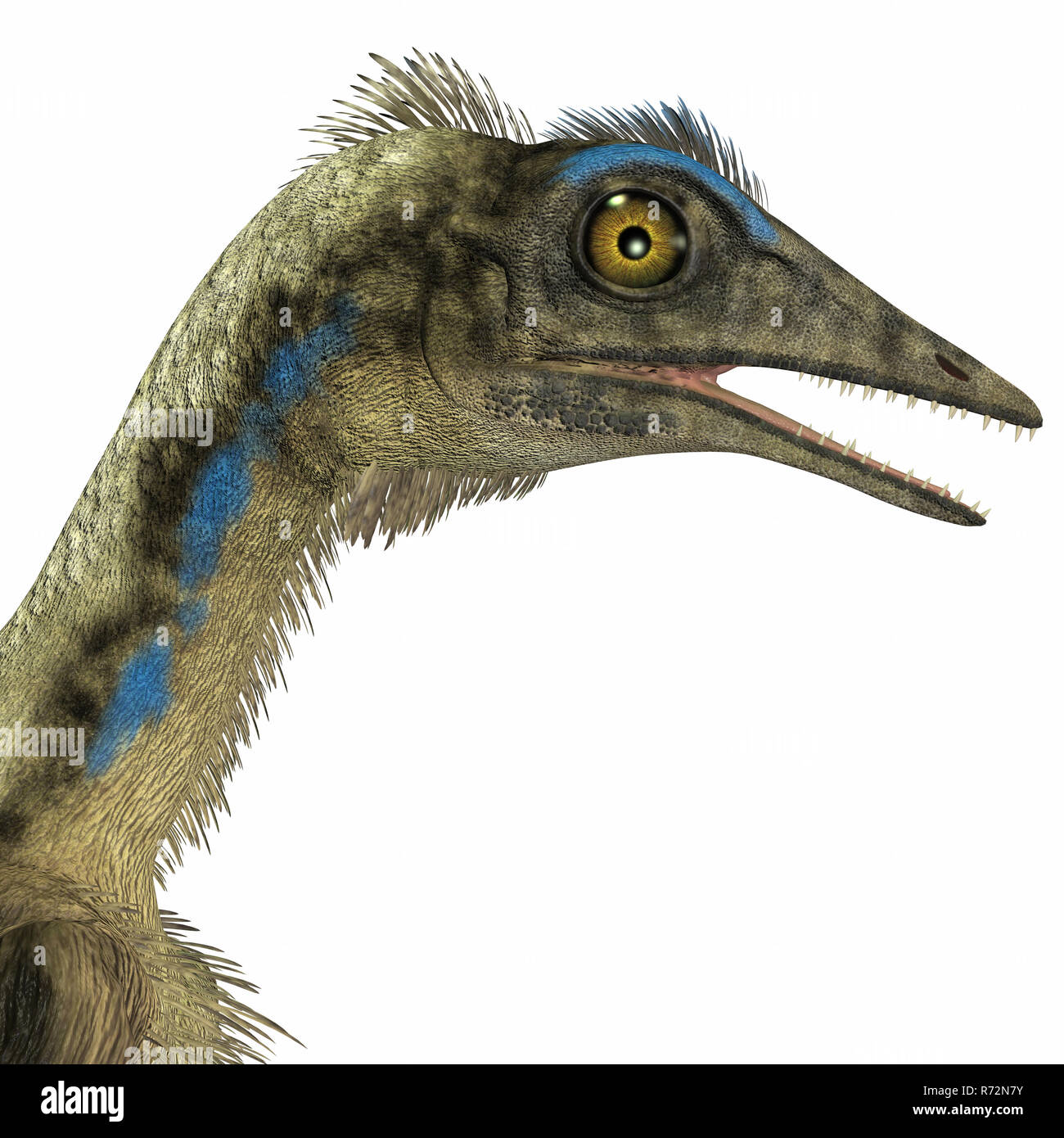 Archaeopteryx Dinosaur Head Stock Photo Alamy
