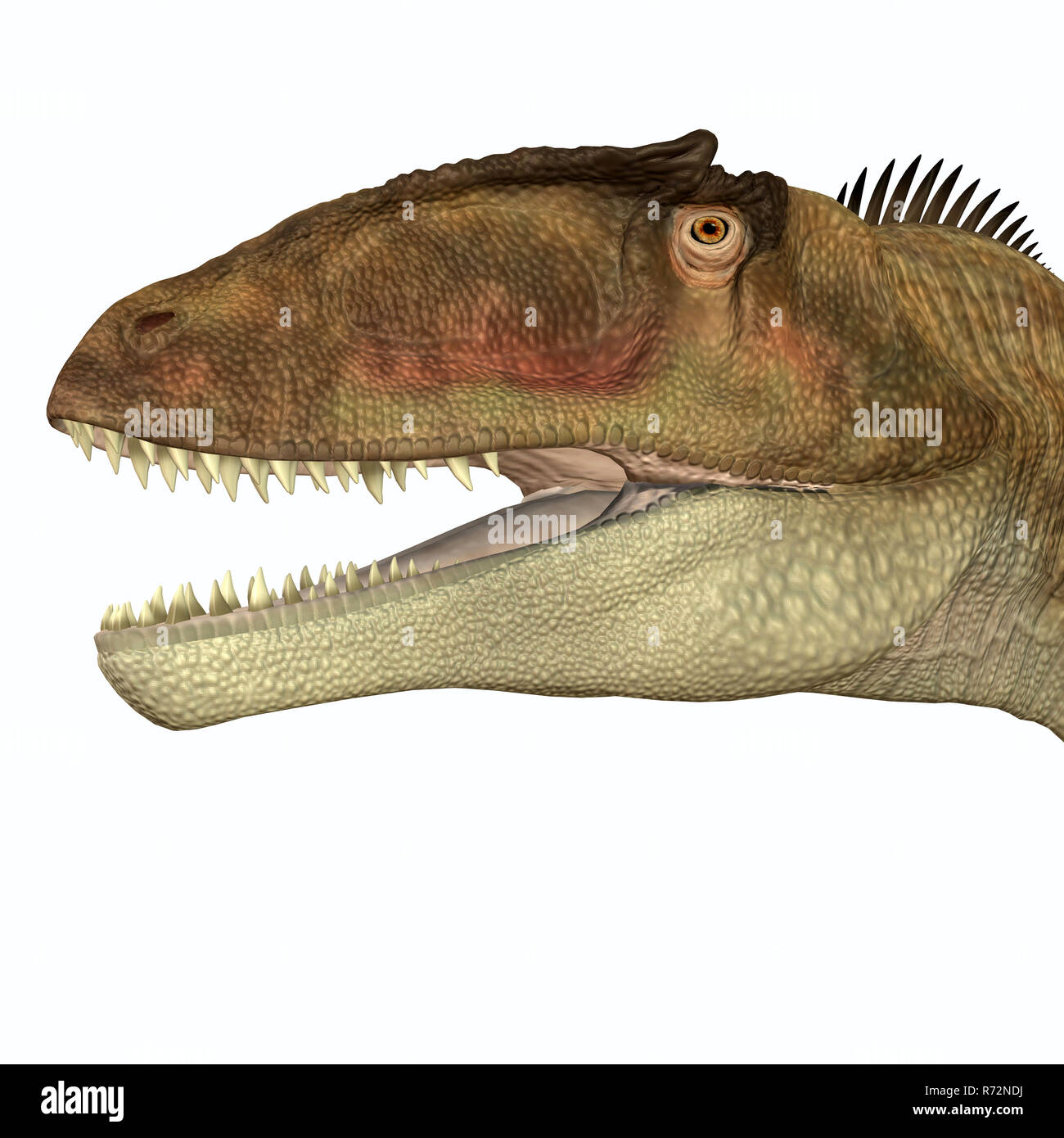 Carcharodontosaurus hi-res stock photography and images - Alamy