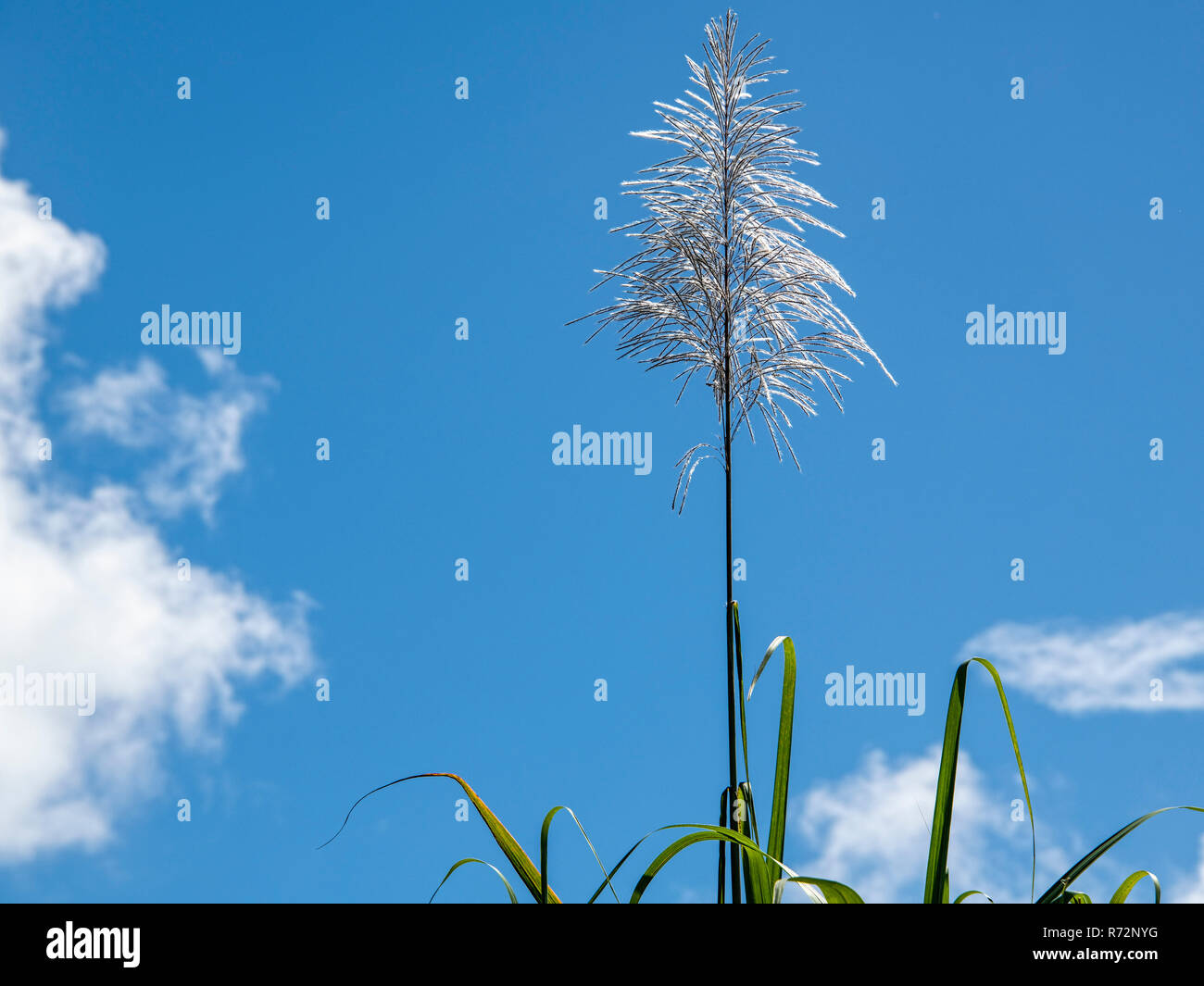 Sugar Cane Flowers Barbados Stock Photo Alamy
