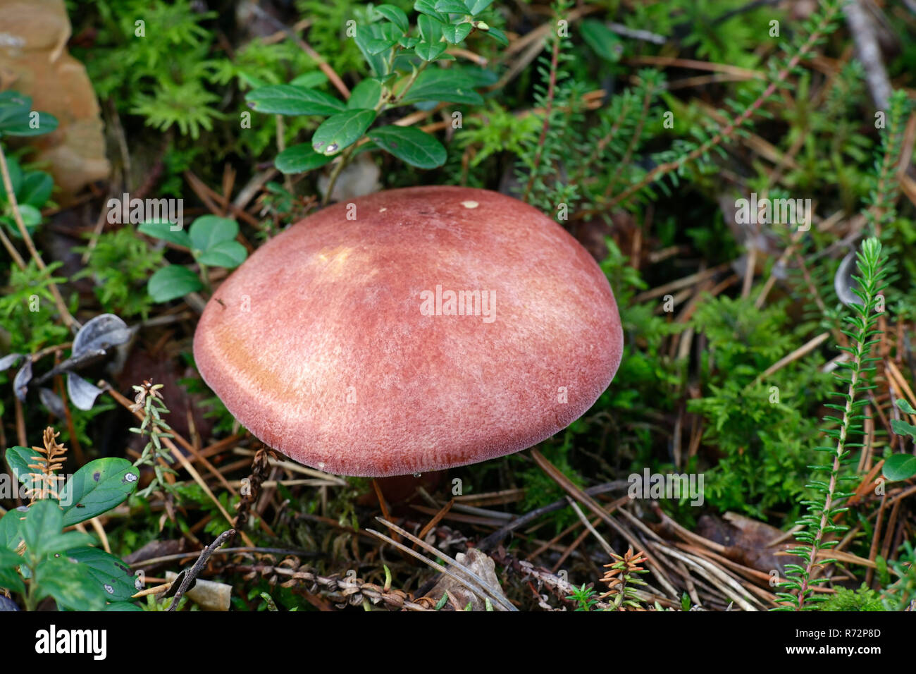 Tricholomopsis rutilans, Plums and Custard mushroom Stock Photo Alamy
