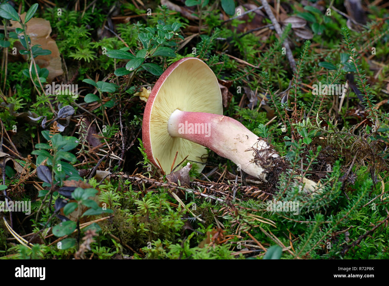 Tricholomopsis rutilans, Plums and Custard mushroom Stock Photo Alamy