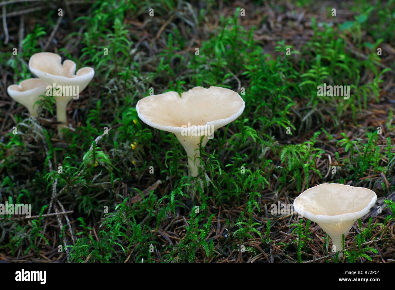 Funnel shaped fungus hires stock photography and images Alamy