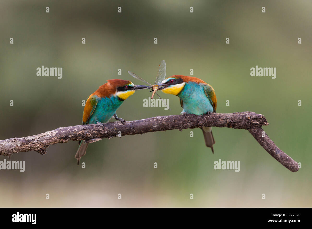 Bee-eater, Romania, (Merops apiaster) Stock Photo