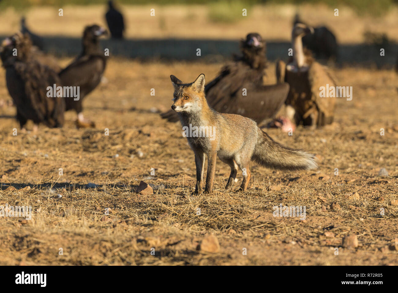 Fox with vultures, Spain, (Vulpes vulpes) Stock Photo