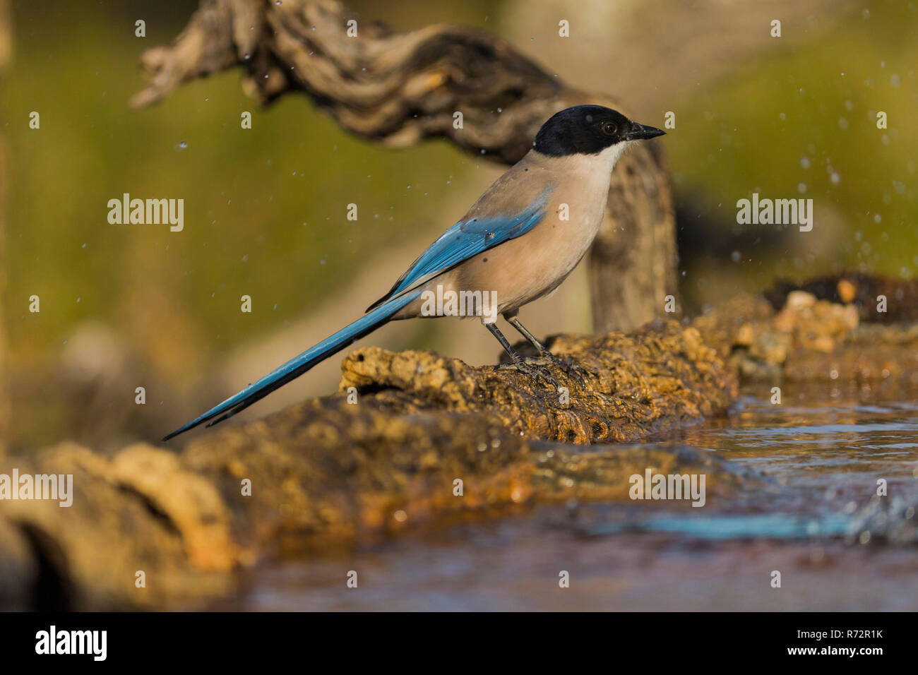 Iberian magpie, Spain, (Cyanopica cyanus) Stock Photo