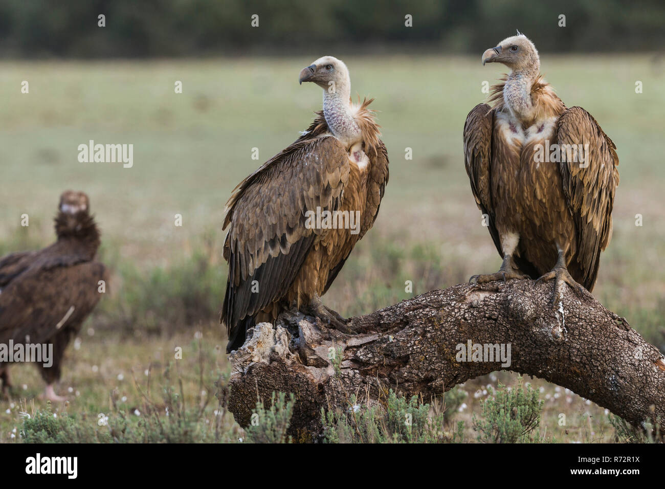 Griffon vulture, Spain, (Gyps fulvus) Stock Photo