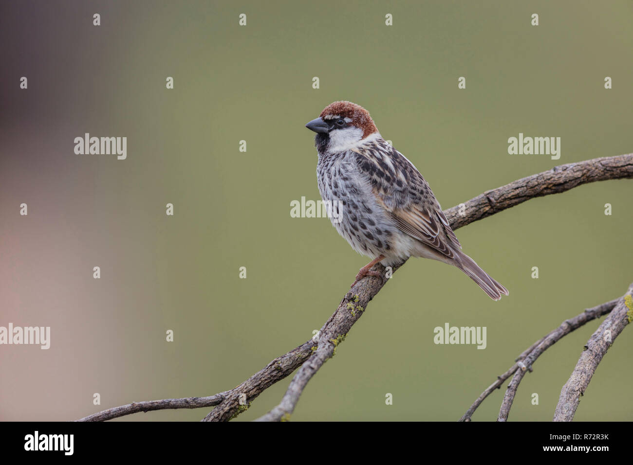 Spanish sparrow, Spain, (Passer hispaniolensis Stock Photo Alamy