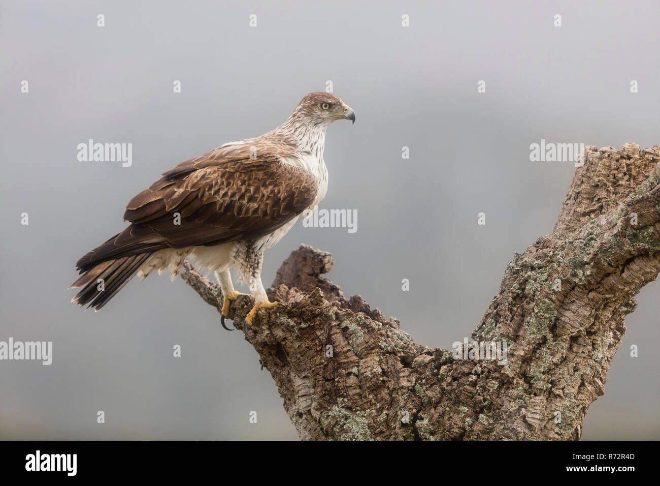 Bonelli's eagle, Spain, (Aquila fasciata) Stock Photo