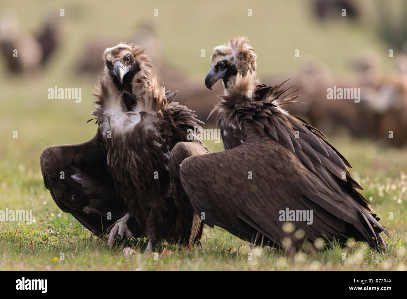 Cinerous vulture, Black vulture, Spain, (Aegypius monachus) Stock Photo