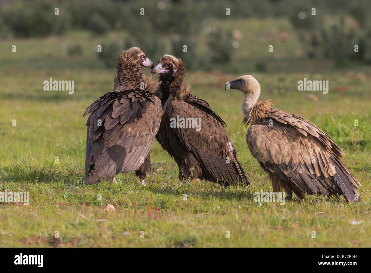 Griffon vultue and Cinerous vulture, Spain, (Gyps fulvus and Aegypius monachus) Stock Photo