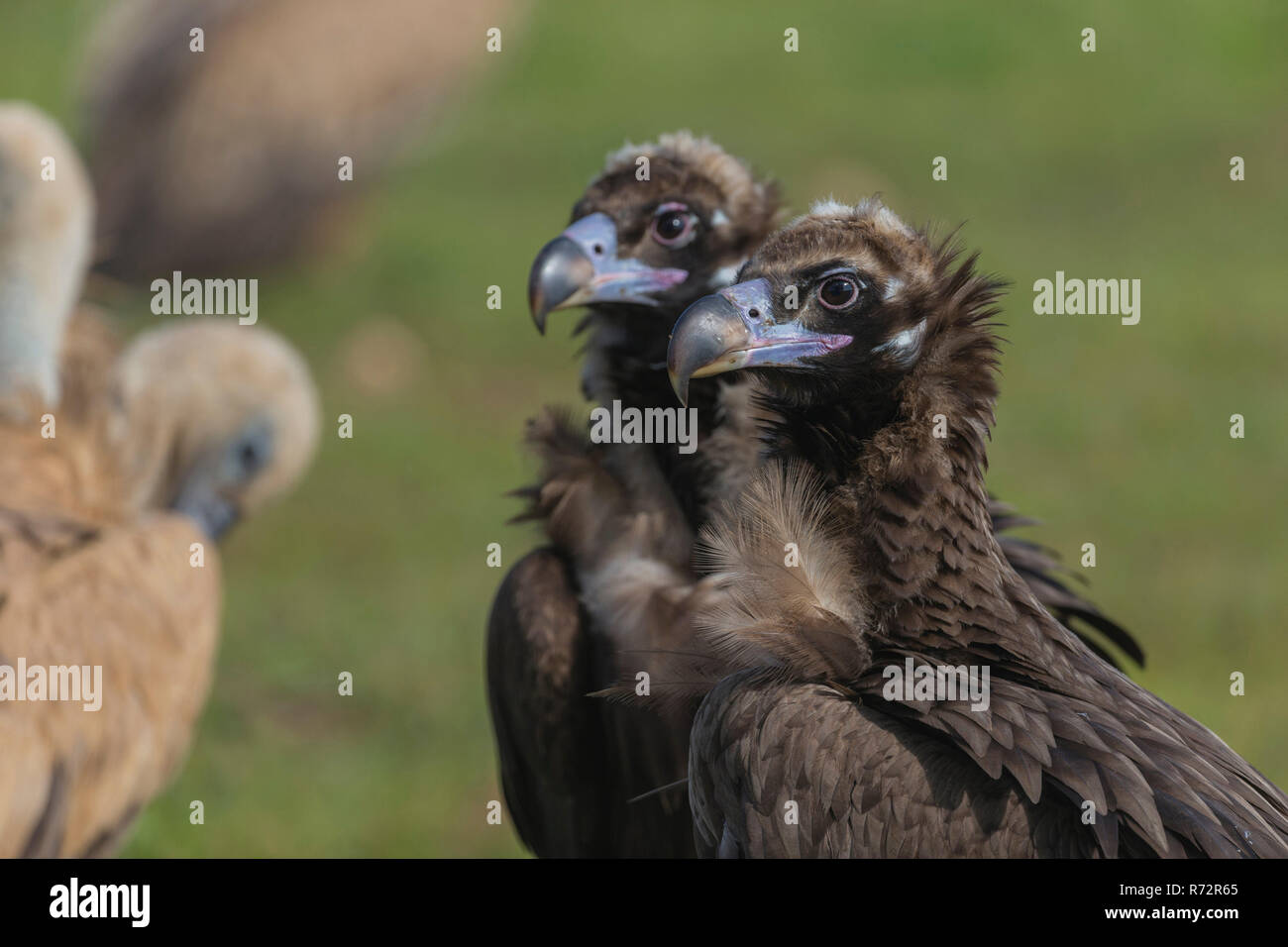 Cinerous vulture, Black vulture, Spain, (Aegypius monachus) Stock Photo