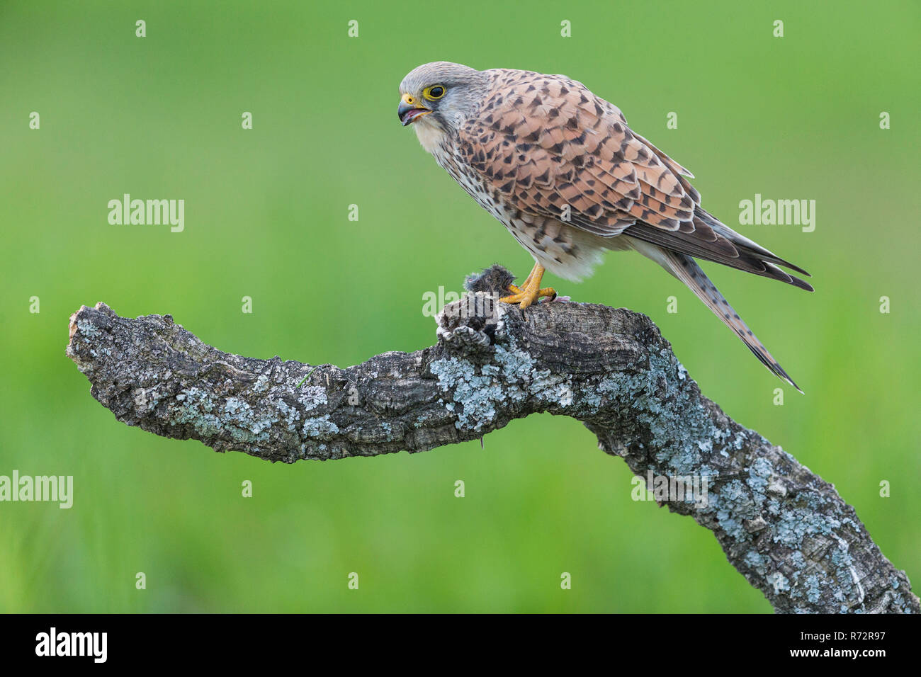 Kestrel f, Spain, (Falco tinnunculus) Stock Photo