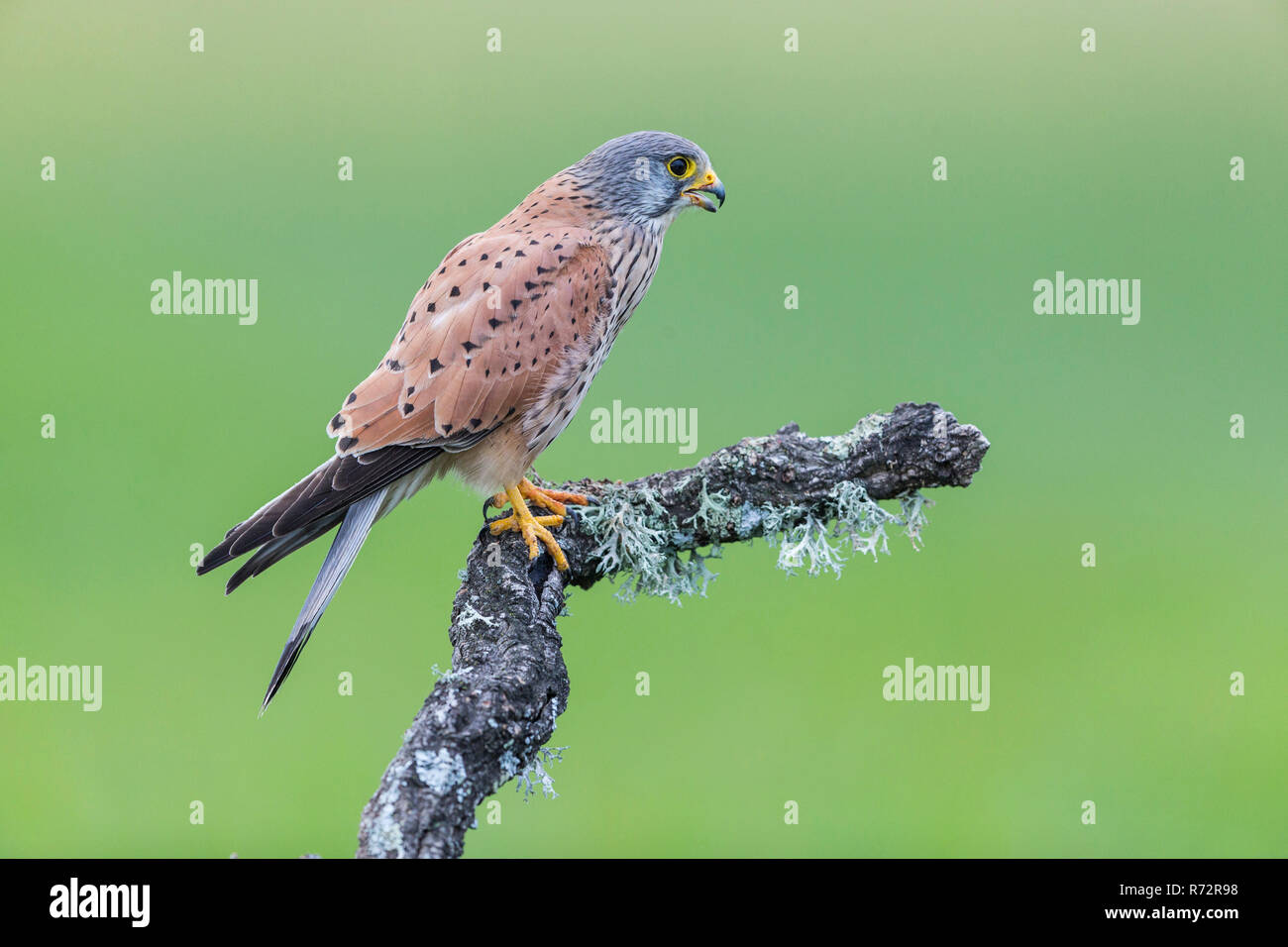 Kestrel m, Spain, (Falco tinnunculus) Stock Photo