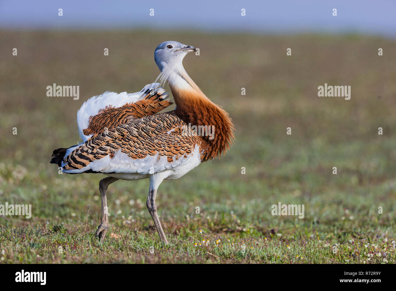 Great bustard m, Spain, (Otis tarda) Stock Photo