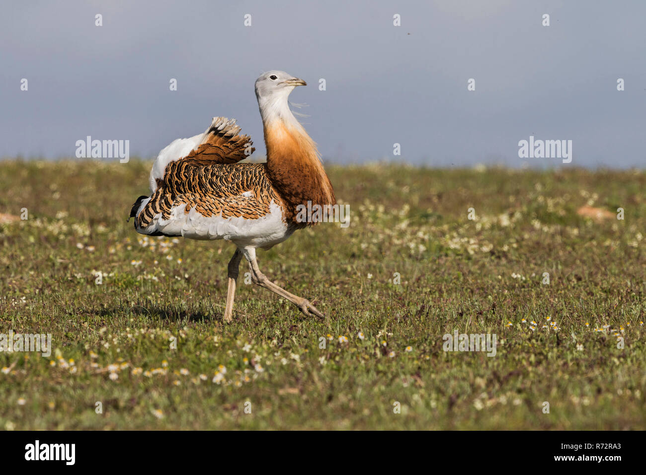 Great bustard m, Spain, (Otis tarda) Stock Photo