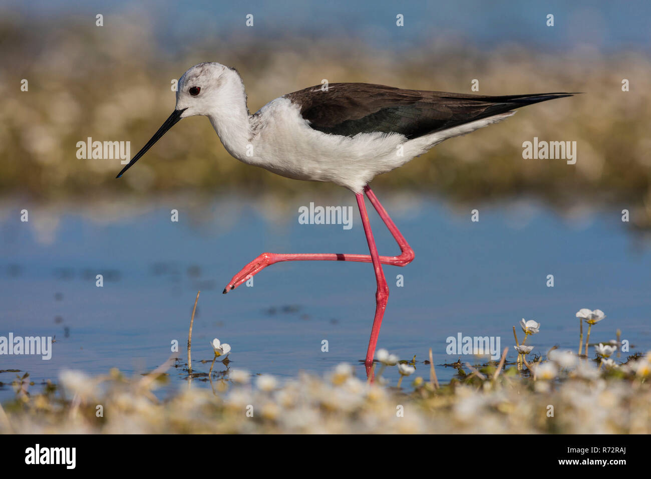 Black winged stilt, Spain, (Himantopus himantopus Stock Photo Alamy