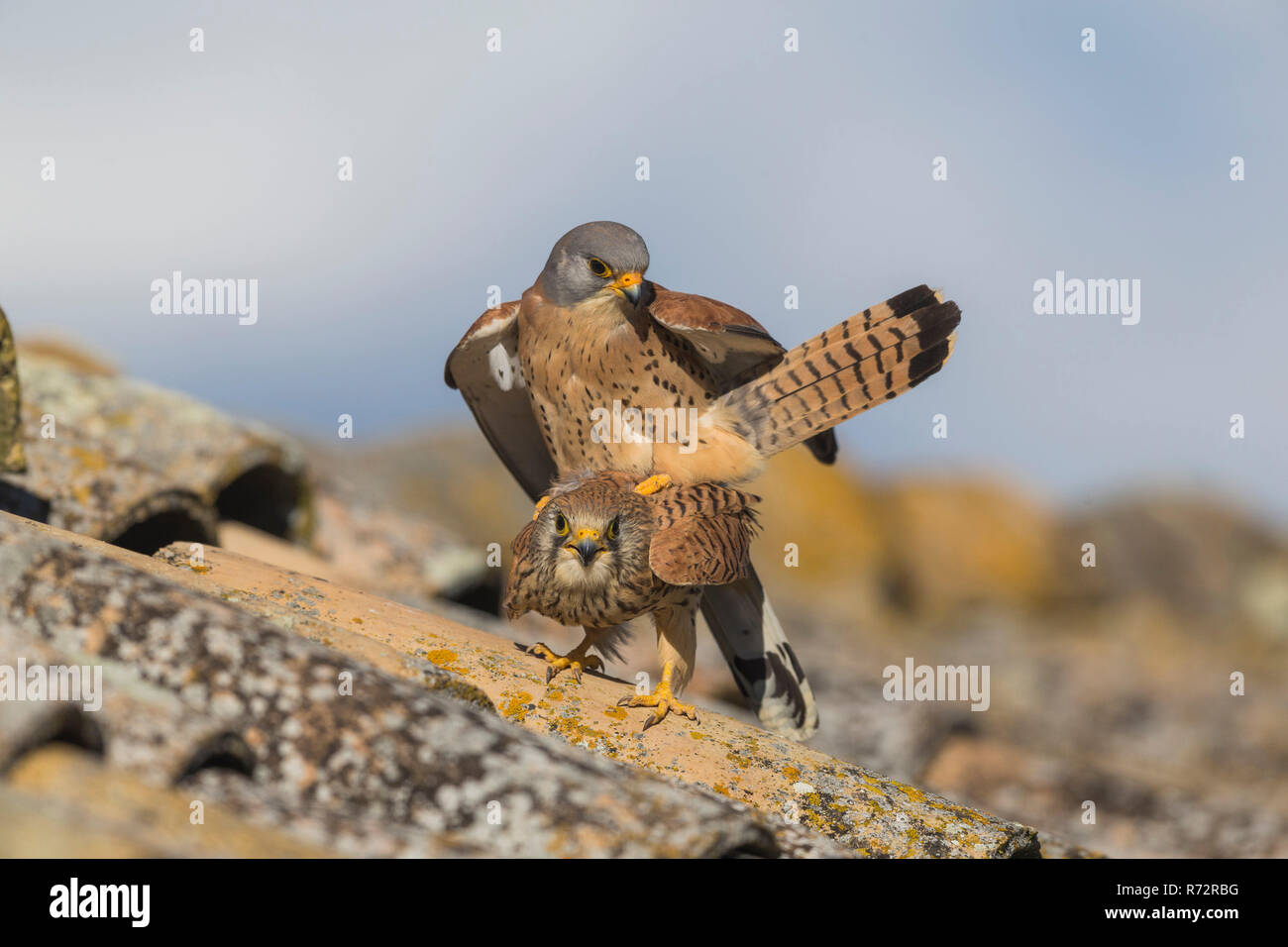Lesser kestrel, Spain, (Falco naumanni) Stock Photo