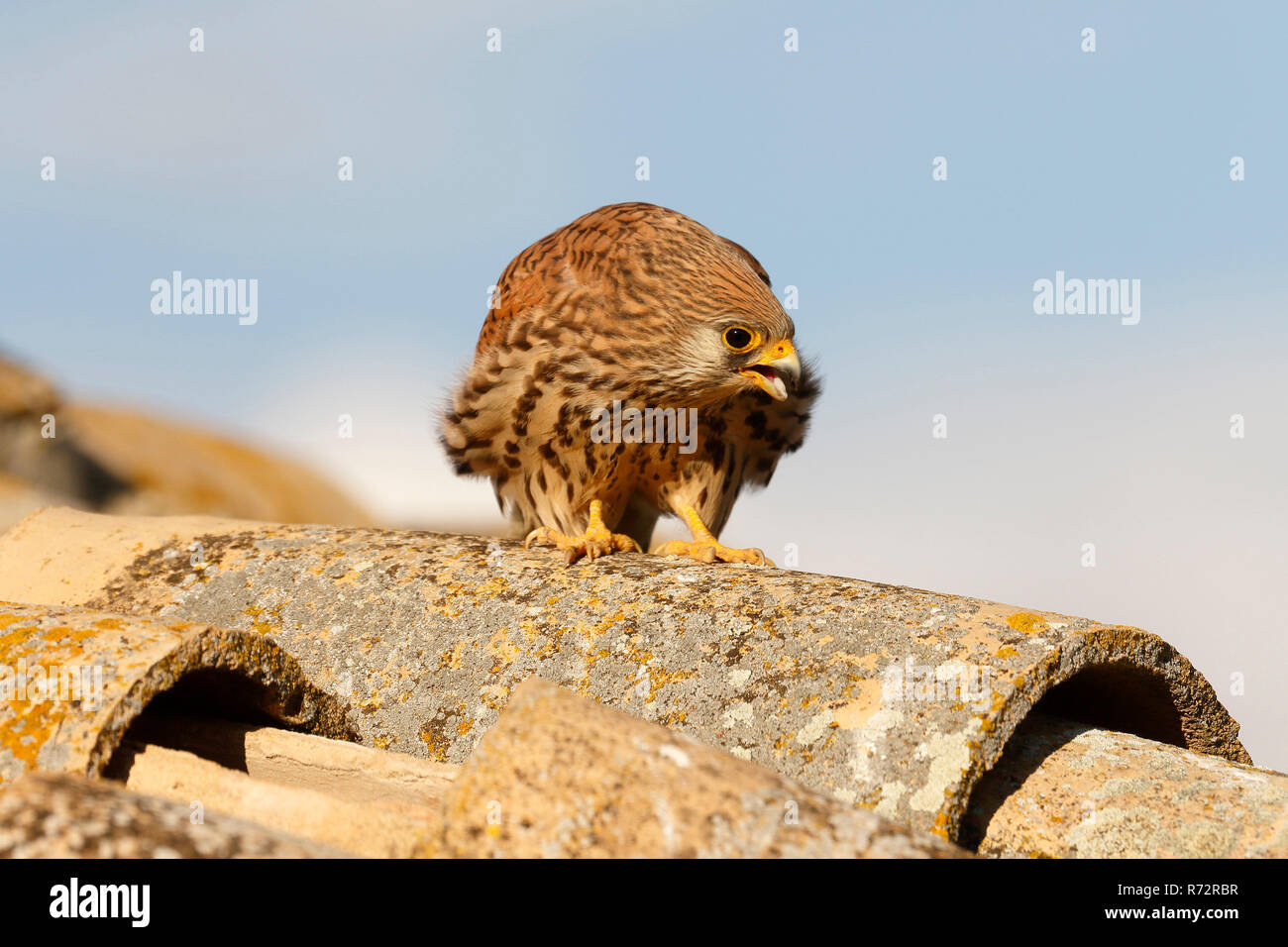 Lesser kestrel f, Spain, (Falco naumanni) Stock Photo
