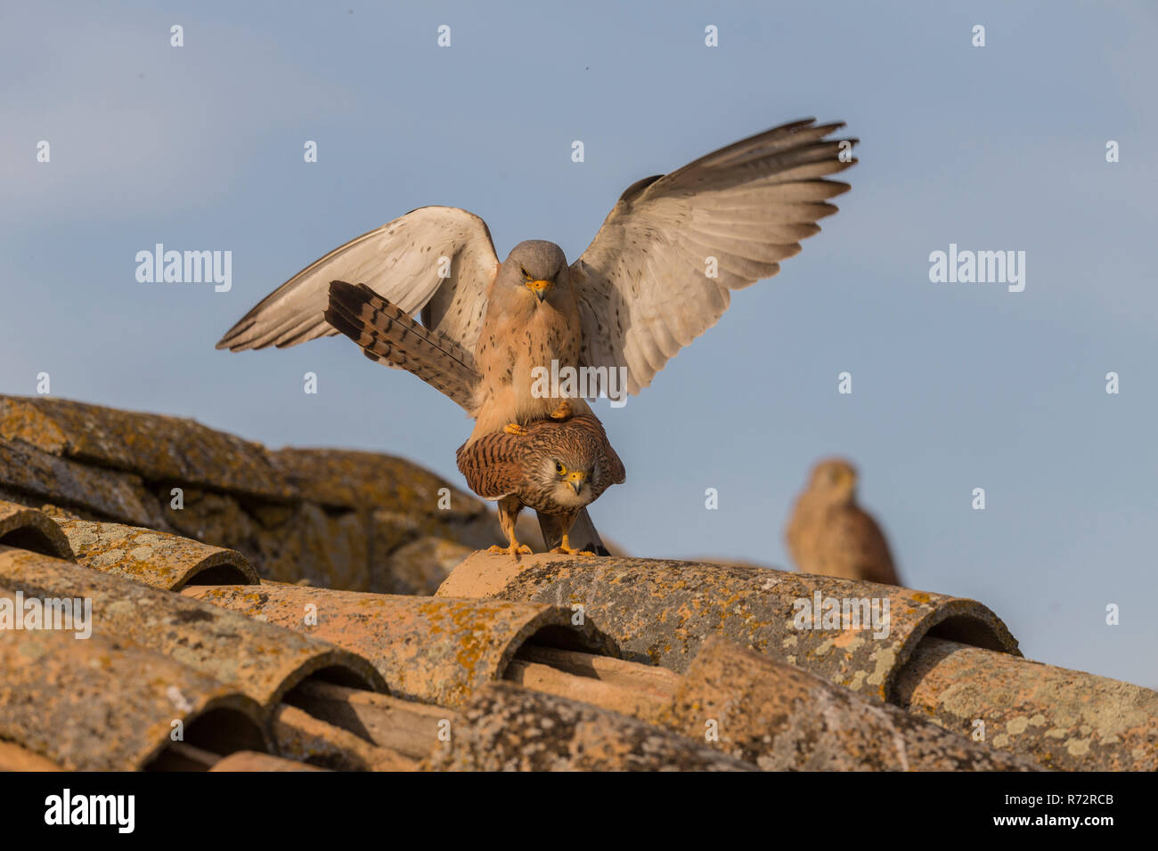 Lesser kestrel, Spain, (Falco naumanni) Stock Photo
