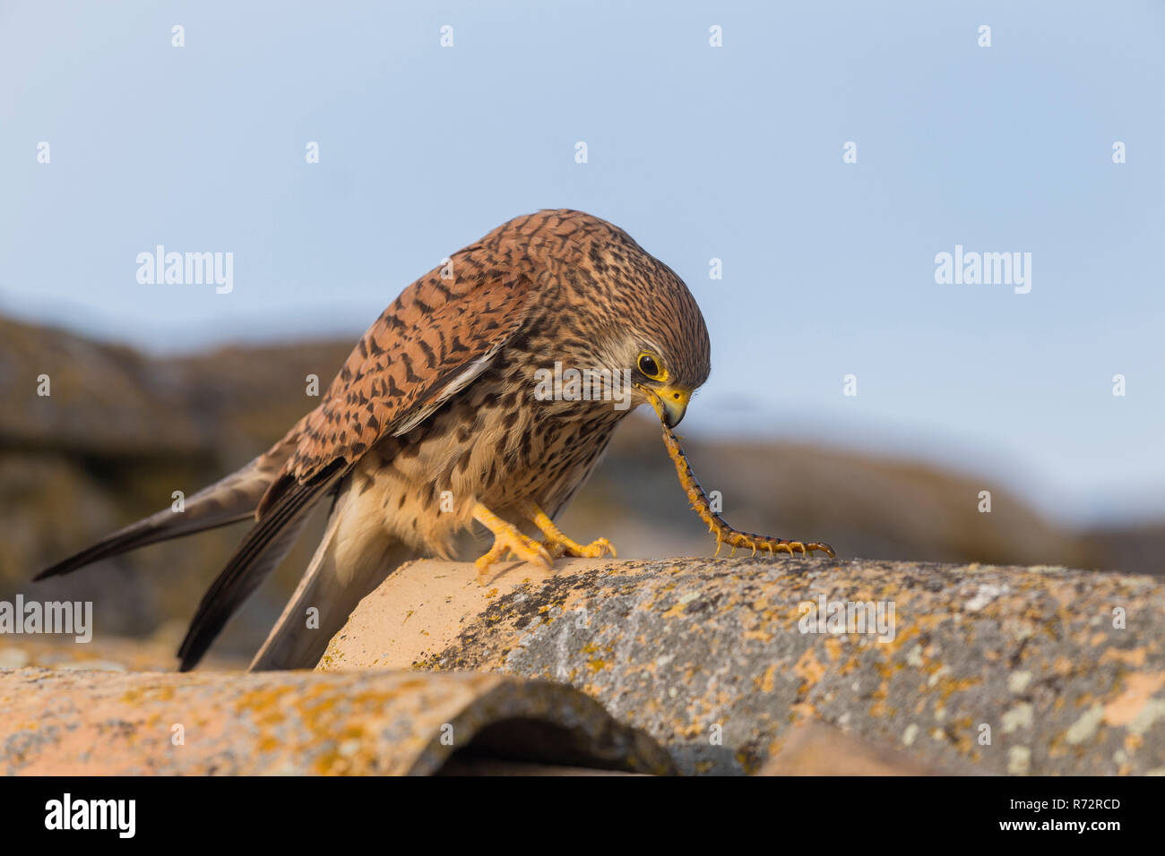 Lesser kestrel f with centipede, Spain, (Falco naumanni) Stock Photo