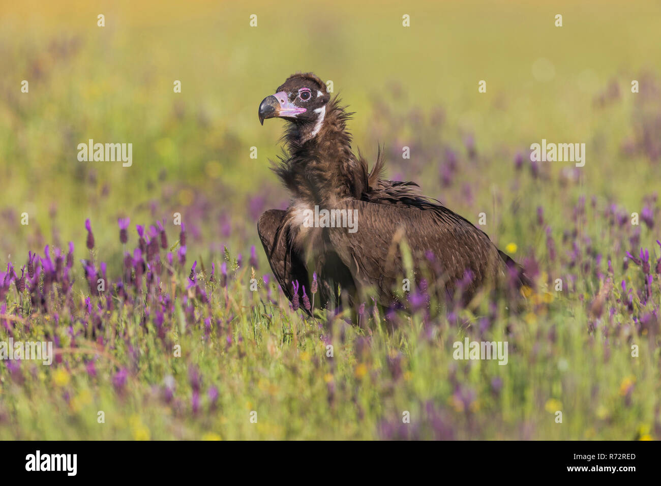 Cinerous vulture with butterfly lavender, Black vulture, Spain, (Aegypius monachus) Stock Photo