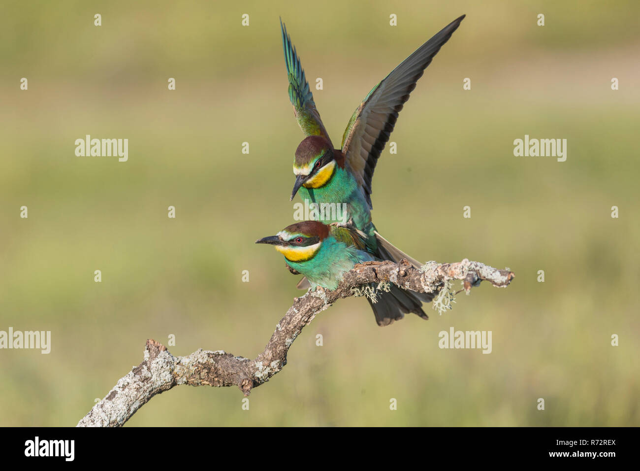 Bee-eater, Spain, (Merops apiaster) Stock Photo
