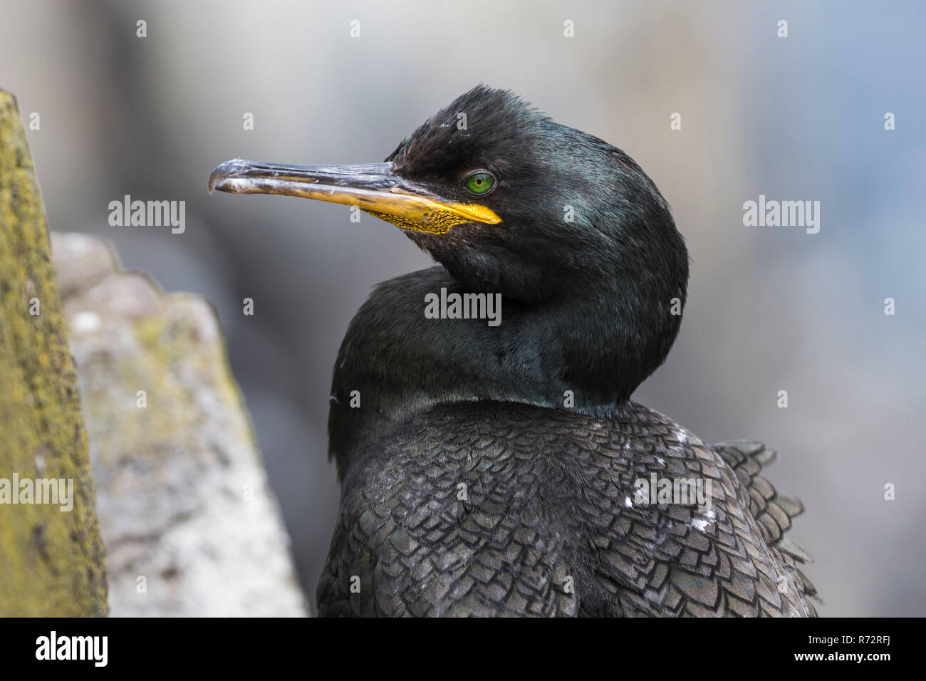 Shag, GB, Farne Islands, (Phalacrocorax aristotelis) Stock Photo