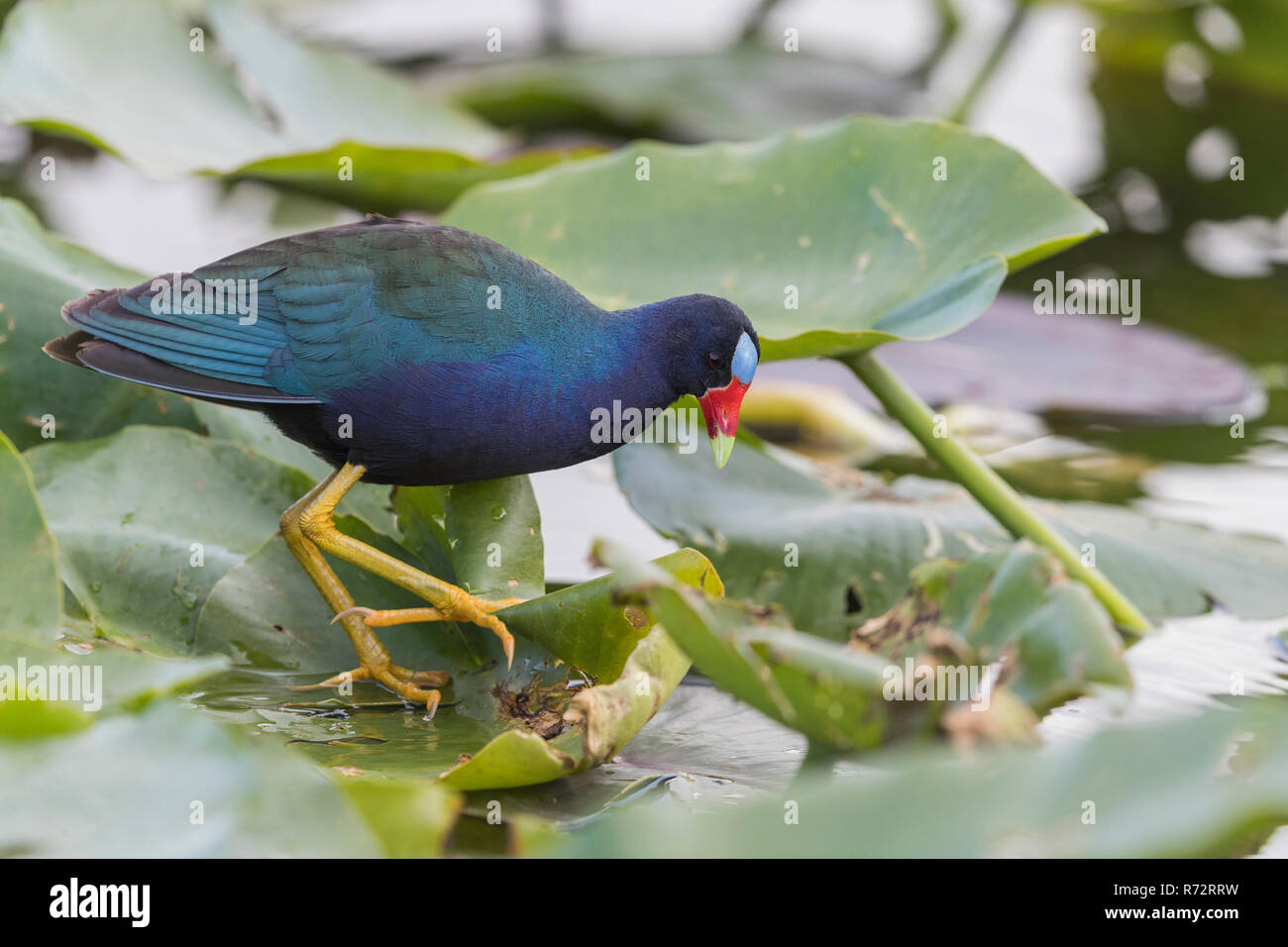 Purple gallinule, Florida, Everglades, (Porphyrio martinicus) Stock Photo
