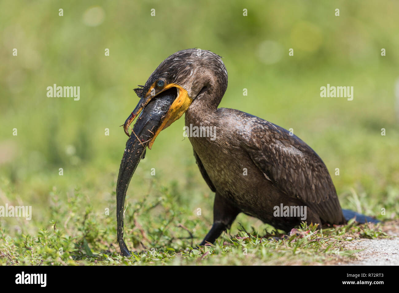Double crested cormorant, Florida, (Phalacrocorax auritus) Stock Photo
