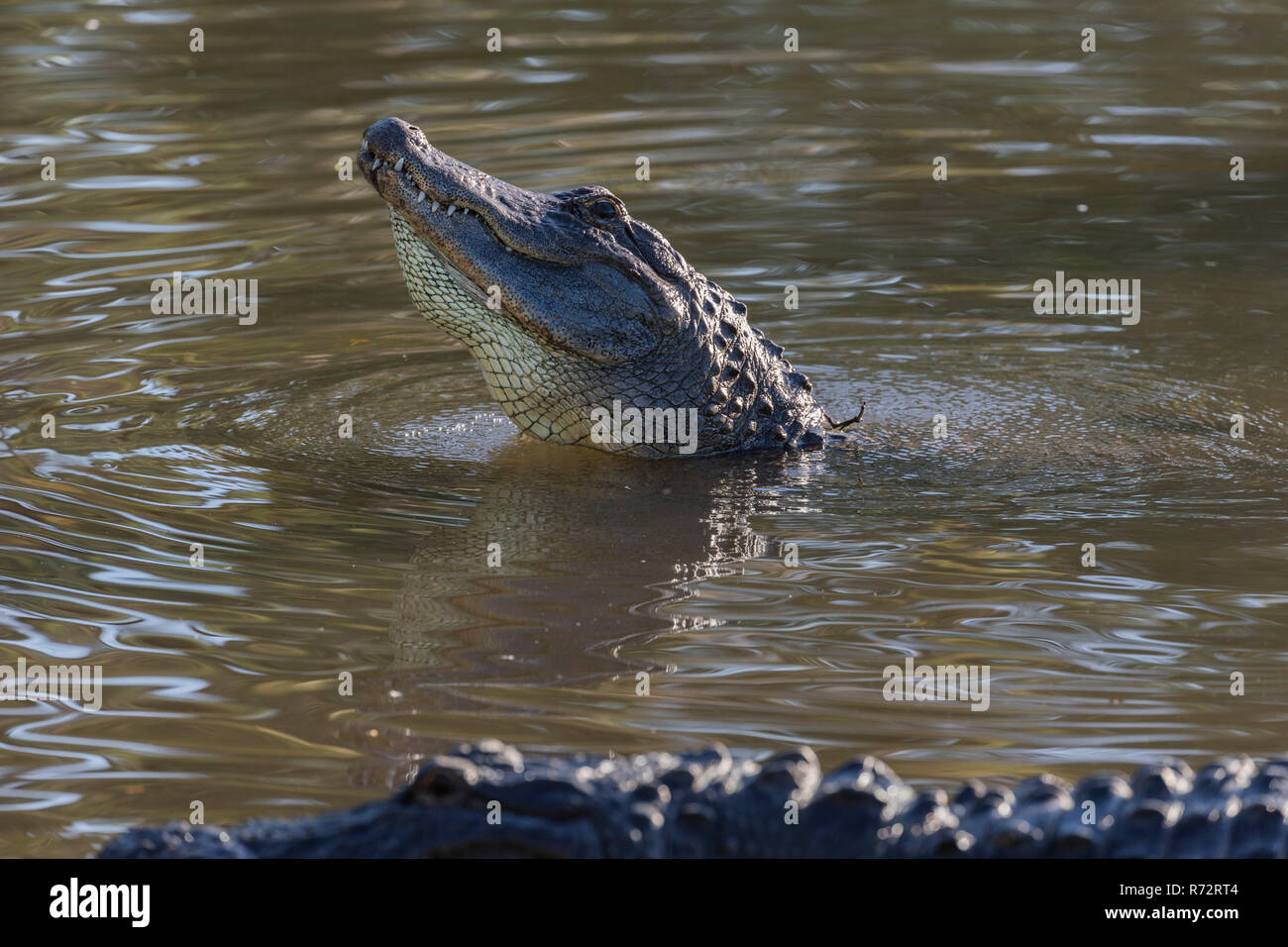 Alligator, USA, Florida, Gatorland, (Alligator mississippiensis) Stock Photo