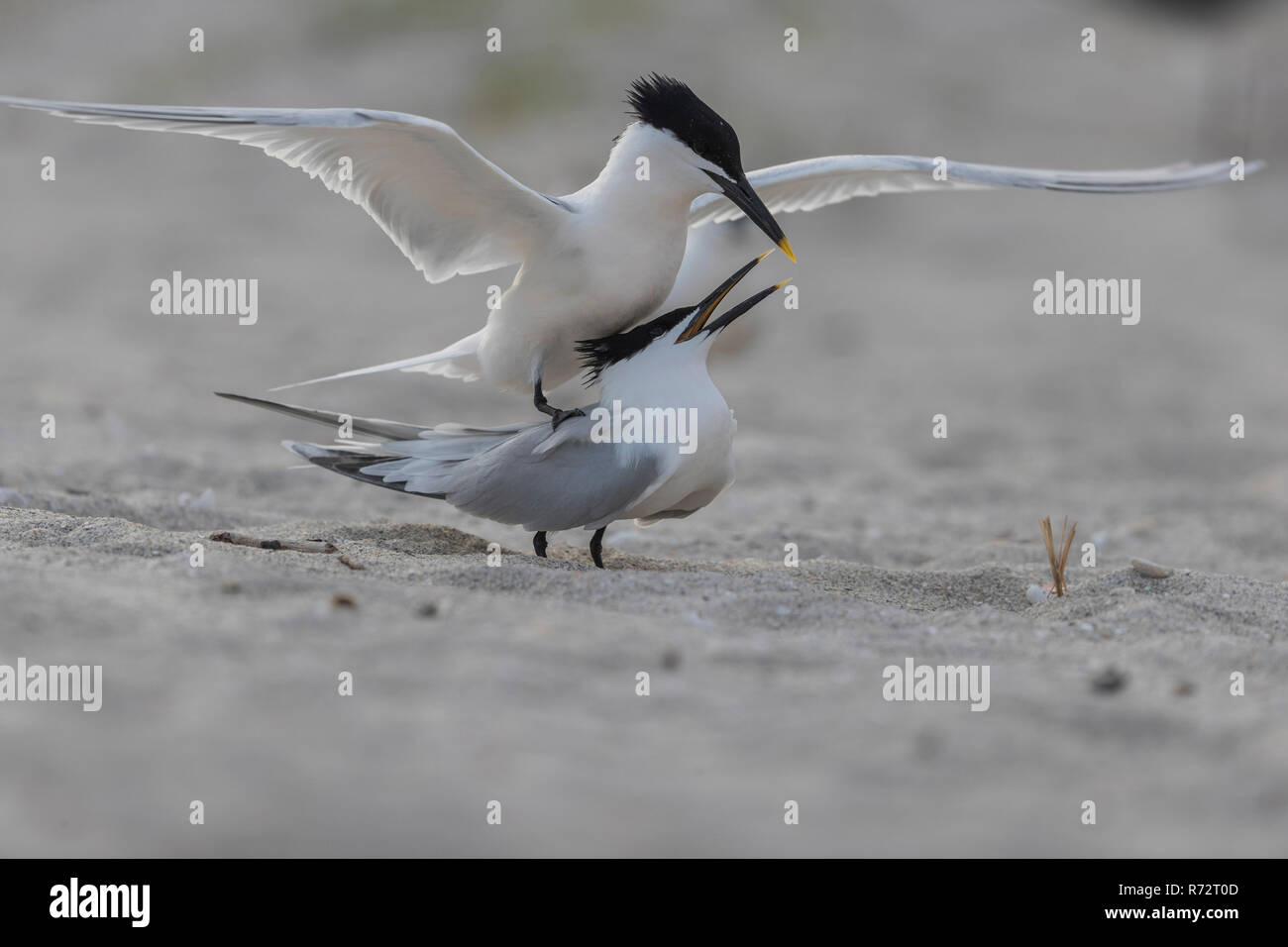 Sandwich tern, USA, Florida, (Thalasseus sandvicensis) Stock Photo