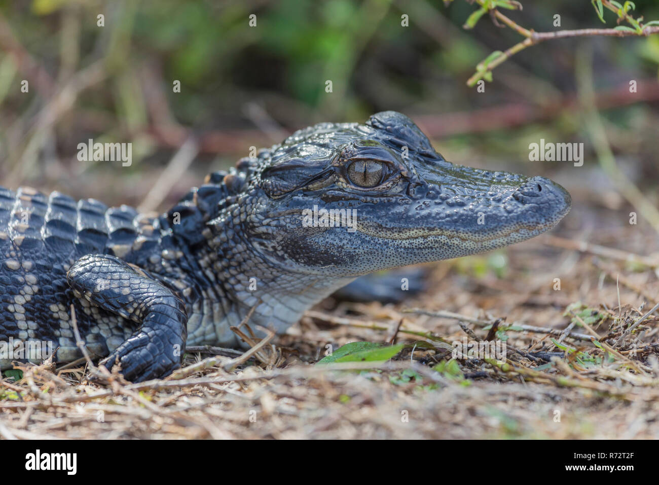 Alligator juv, USA, Florida, Everglades, (Alligator mississippiensis) Stock Photo