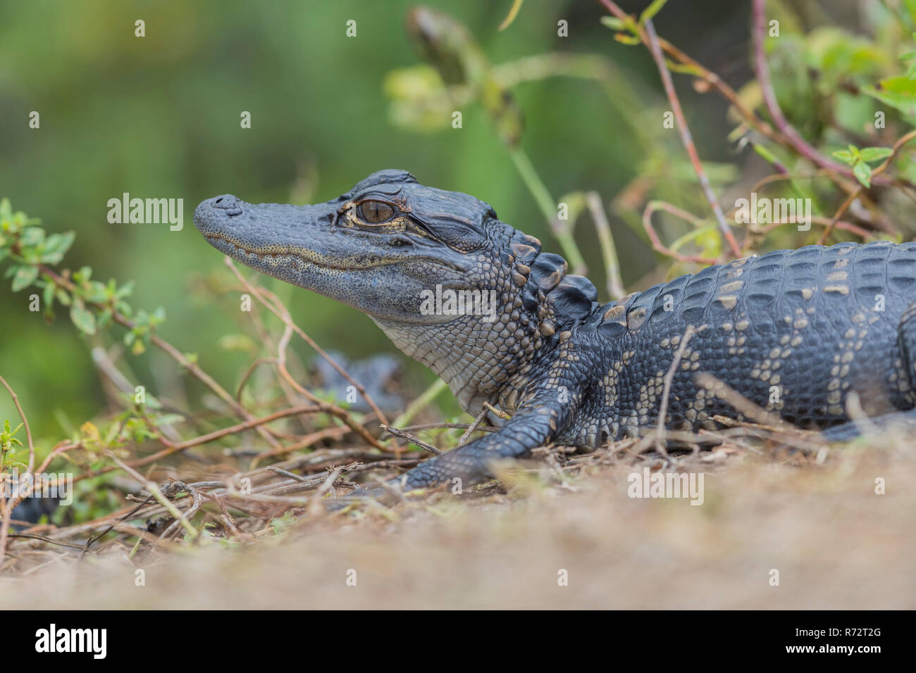 Alligator juv, USA, Florida, Everglades, (Alligator mississippiensis) Stock Photo