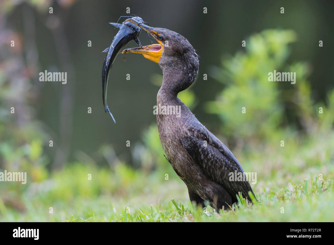 Double crested cormorant, Florida, (Phalacrocorax auritus) Stock Photo