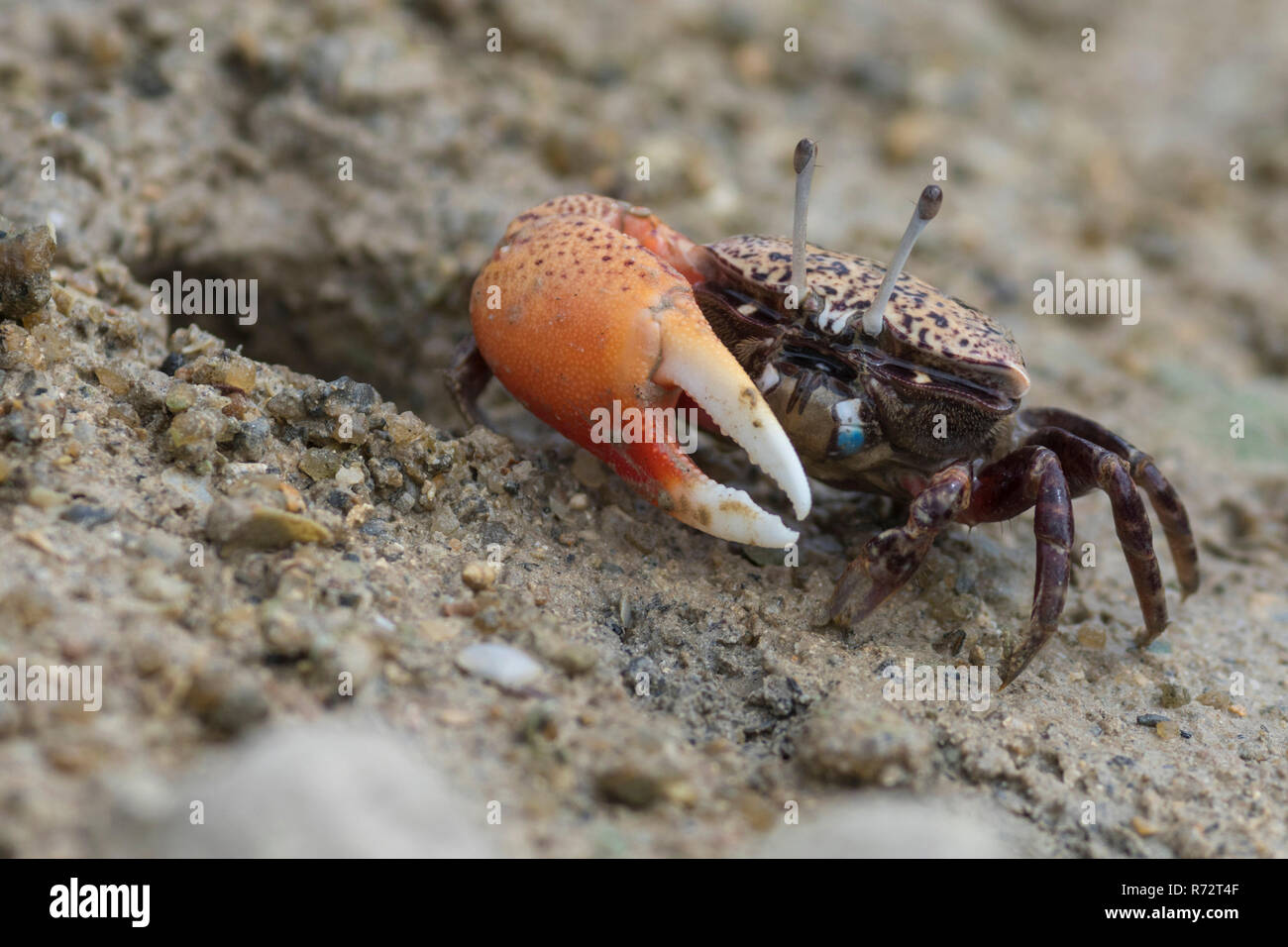 Fiddler crab, Seychelles Islands, (Uca chlorophthalmus) Stock Photo