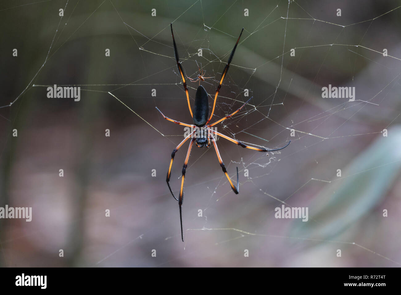 Silk spider, (Nephila inaurata madagascariensis) Stock Photo