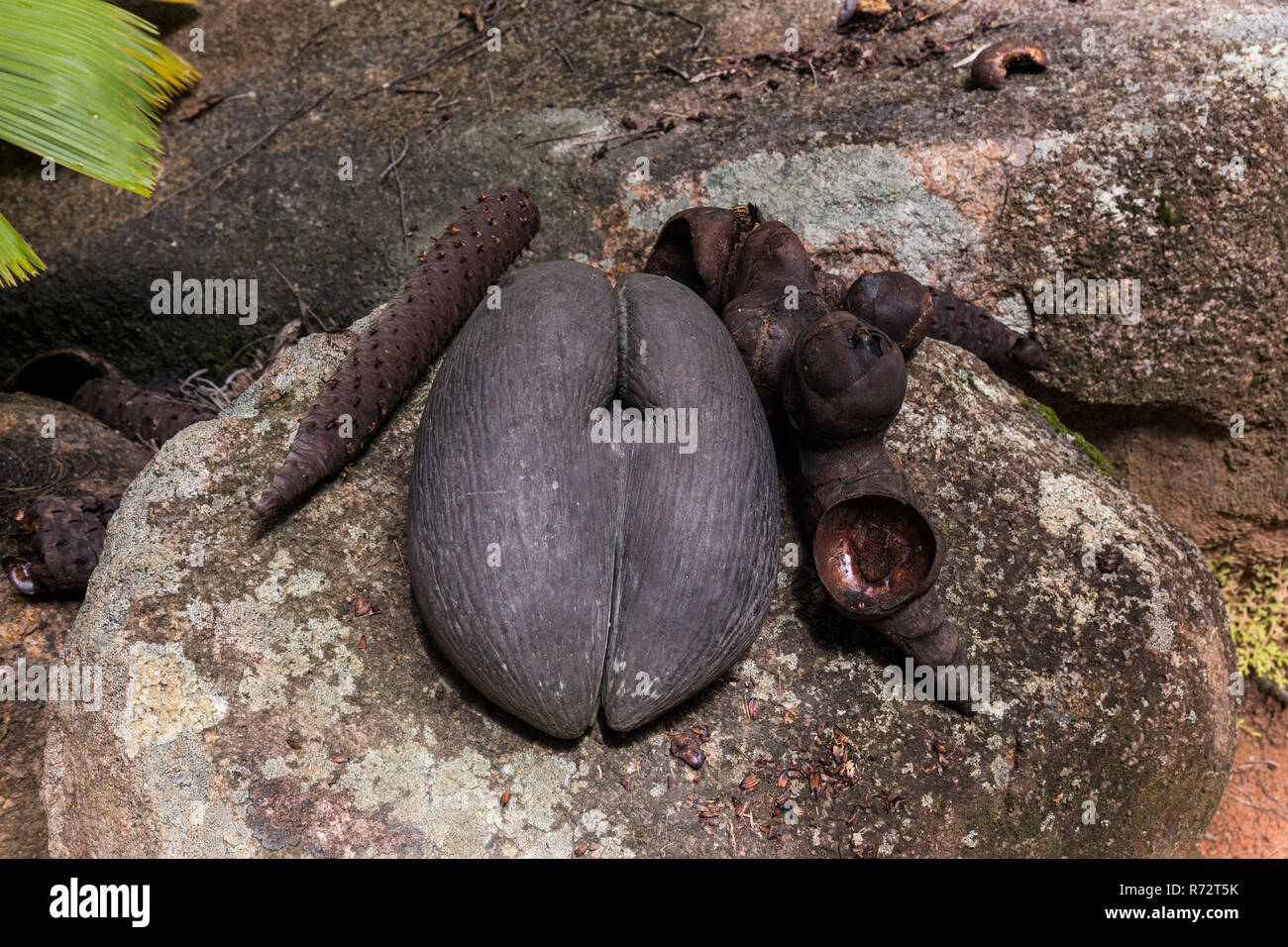 female and male parts of Coco de Mer Palm, Praslin, Seychelles, (Lodoicea maldivica) Stock Photo