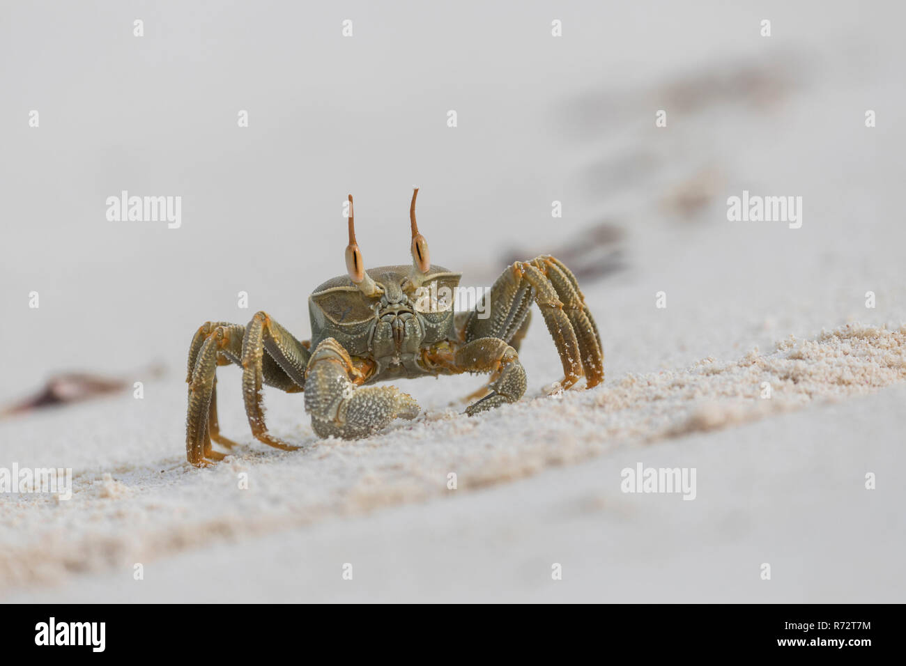 Horn eyed ghost crab, Bird island, Seychelles, (Ocypode ceratophthalmus) Stock Photo