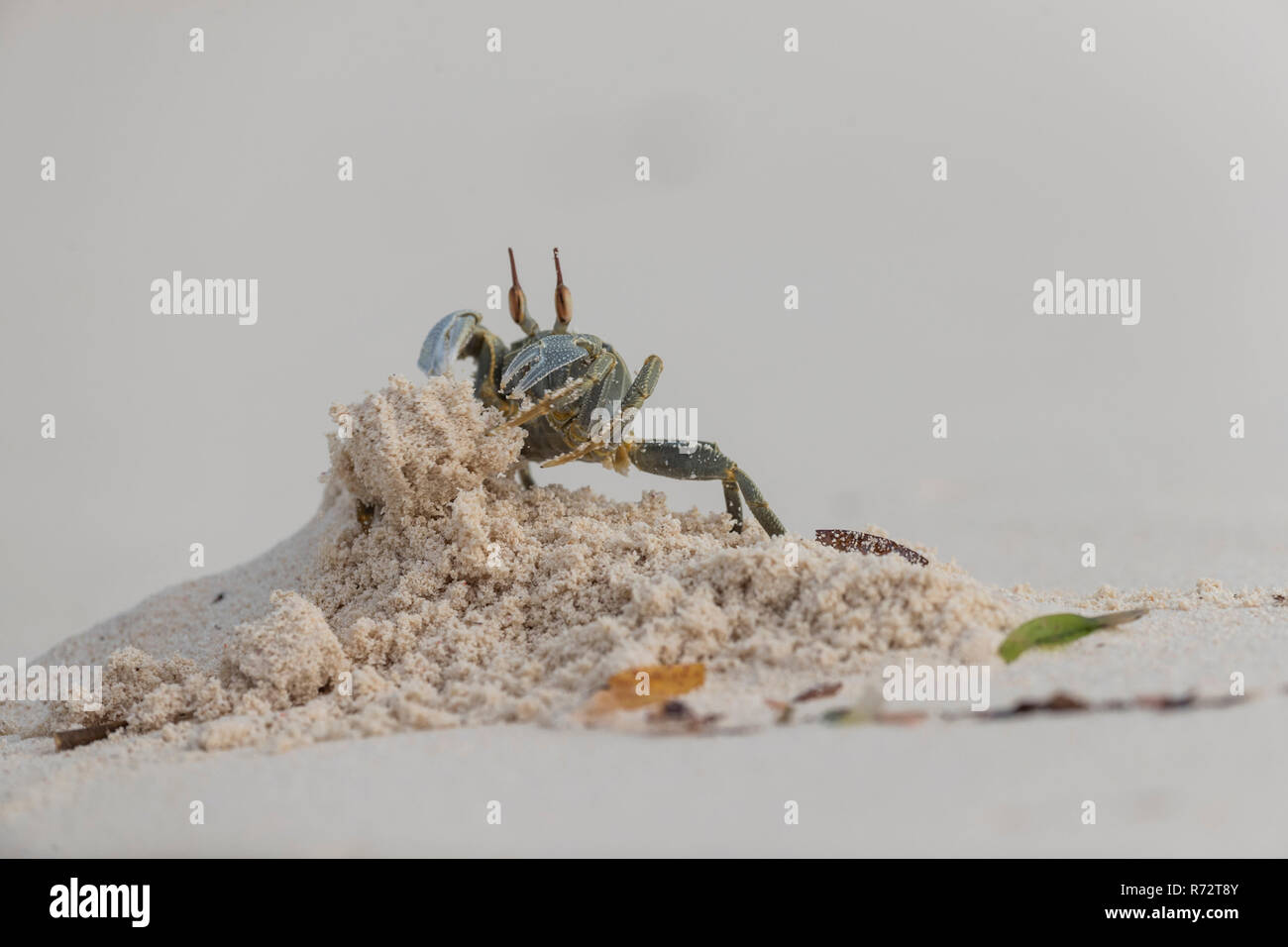 Horn eyed ghost crab, Bird island, Seychelles, (Ocypode ceratophthalmus) Stock Photo