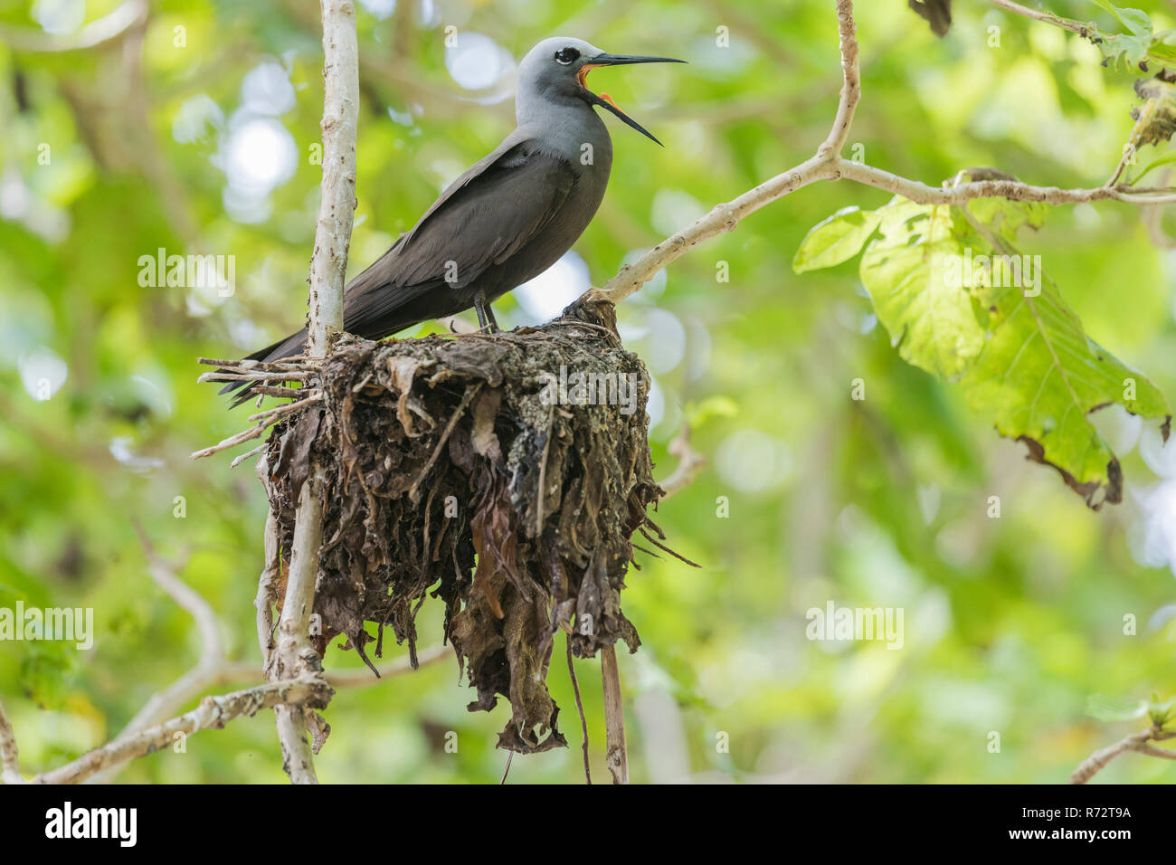 Lesser Noddy, Bird island, Seychelles, (Anous tenuirostris) Stock Photo