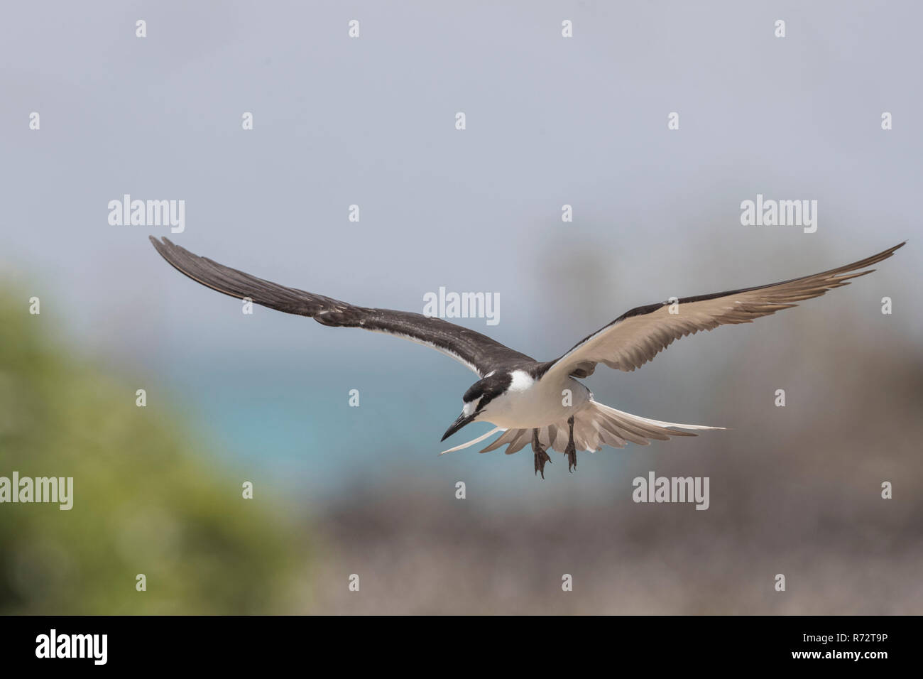 Sooty tern, Bird Island, Seychelles, (Onychoprion fuscatus) Stock Photo
